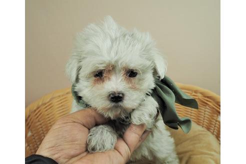 成約済の埼玉県のマルチーズ-118610の1枚目